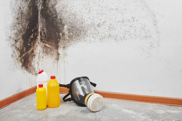Best Mold Remediation Services  in Divernon, IL