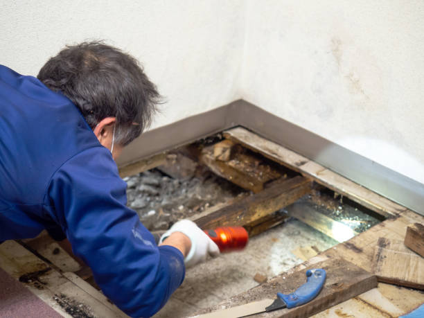 Best Mold Cleaning Services  in Divernon, IL