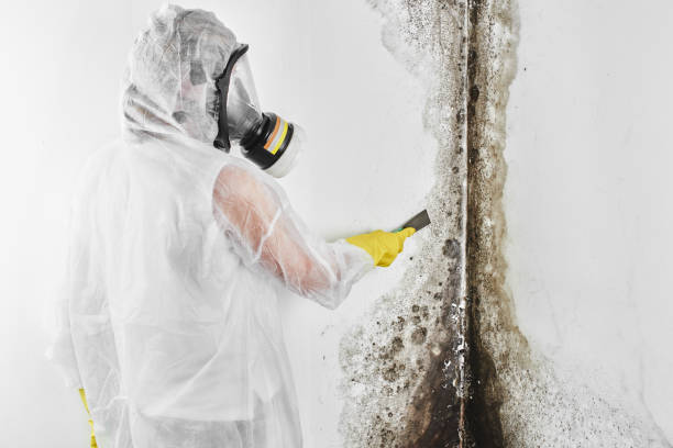 Best Black Mold Removal  in Divernon, IL