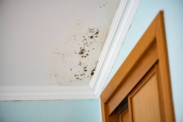 Best Crawl Space Mold Removal  in Divernon, IL