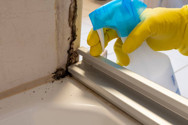 Best Fast Mold Removal  in Divernon, IL