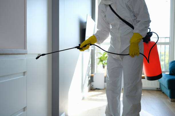 Best Fast Mold Removal  in Divernon, IL
