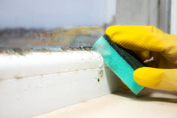 Best Mold Testing  in Divernon, IL