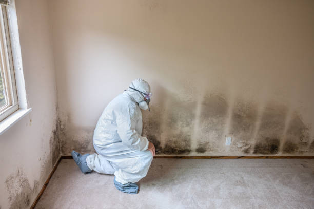 Best Water Damage Restoration  in Divernon, IL