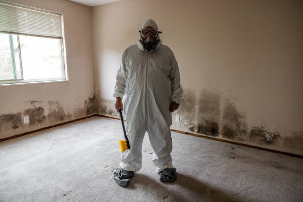 Best Certified Mold Removal  in Divernon, IL