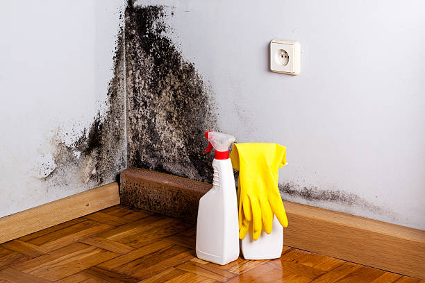Professional Mold Removal in Divernon, IL
