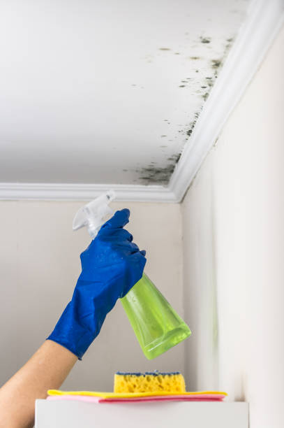 Best Attic Mold Removal  in Divernon, IL